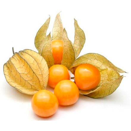 Physalis