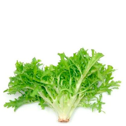 Escarola